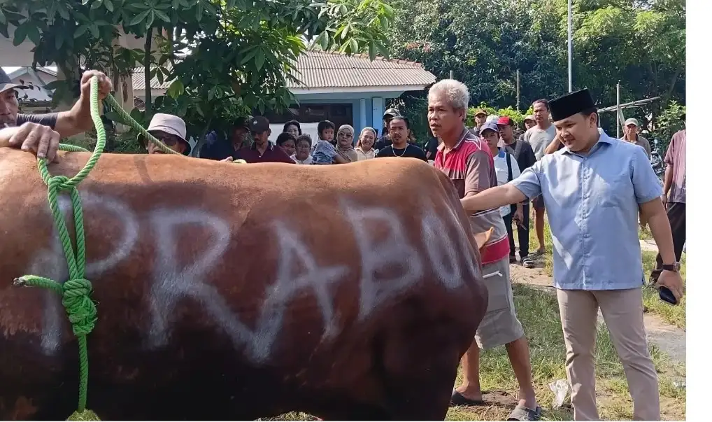 Sapi Kurban Bantuan Presiden Prabowo Didistribusikan ke Masyarakat Plawad Karawang 