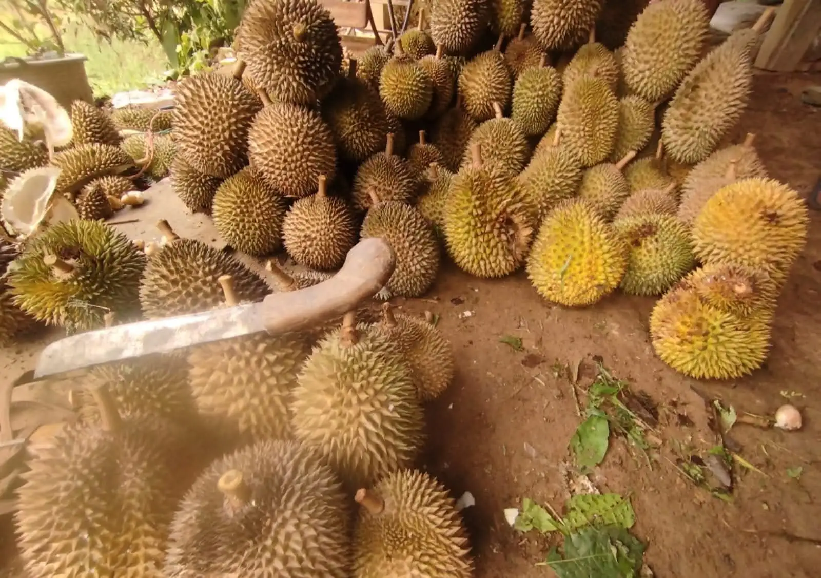 Nikmati Panen Raya Durian Jatuh di Karawang Selatan 